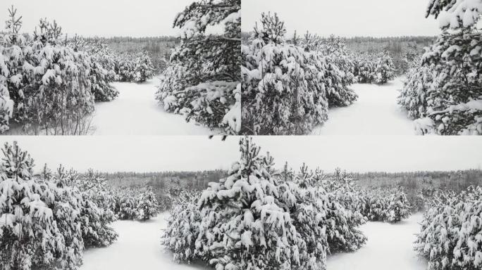 圣诞冬季森林被白雪覆盖，鸟瞰图。