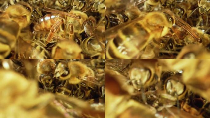 蜂巢中的工作蜜蜂特写。蜜蜂的大家庭。蜂群在蜂巢里工作。忙碌的蜜蜂用蜂蜡包装蜂窝。养蜂过程。慢动作