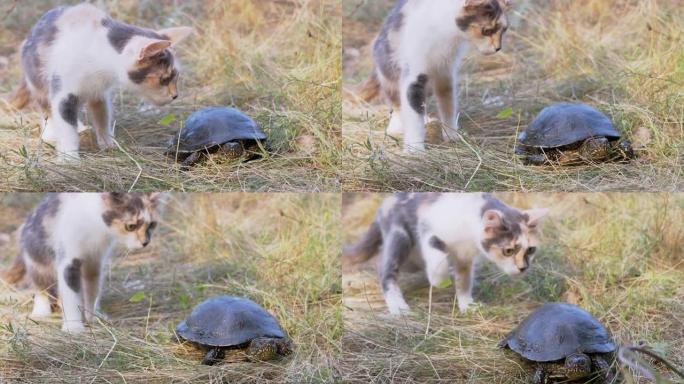 无家可归的三色猫在草地上与河龟玩耍