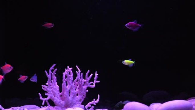 黑色背景水族馆中的彩色霓虹灯小鱼。称为Ternetia焦糖或黑四色的鱼，荧光glo-鱼。美丽的黑暗屏
