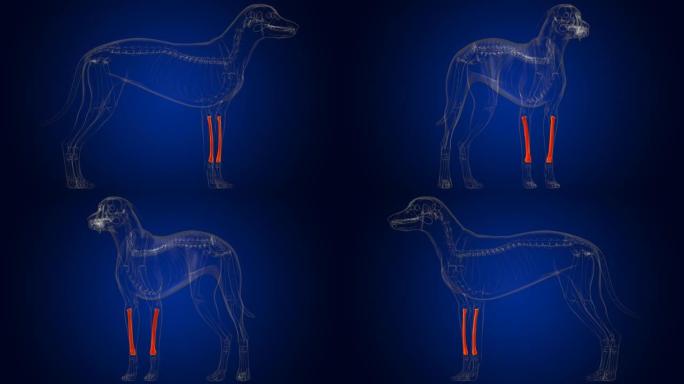 桡骨狗骨骼解剖医学概念3D