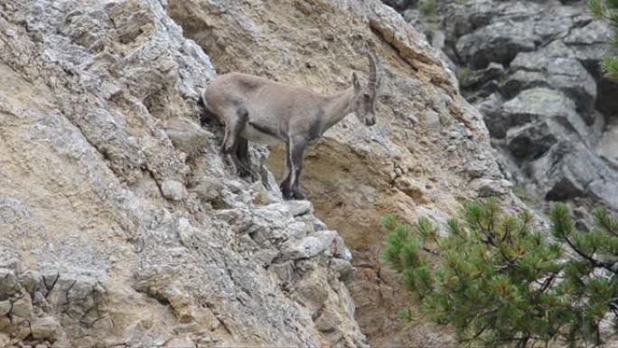 阿尔卑斯山的Ibex (Capra ibex) 的雌性