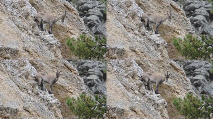 阿尔卑斯山的Ibex (Capra ibex) 的雌性