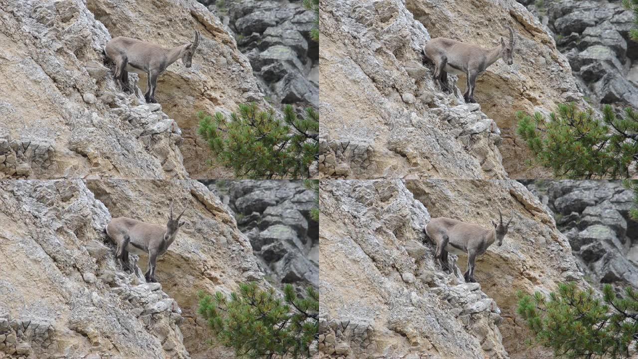 阿尔卑斯山的Ibex (Capra ibex) 的雌性