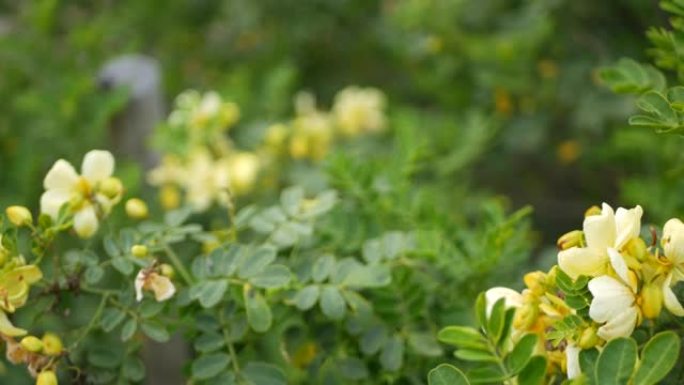 美国加利福尼亚州花园的黄色番泻叶花。决明子烛木春天纯净绽放，浪漫的植物气息，娇嫩的花朵。春季浅色。柔