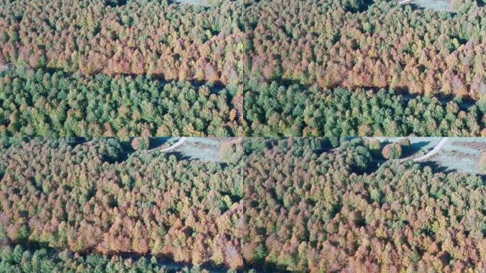 秋阳森林乡村道路空中俯视图4k镜头