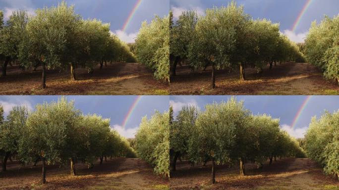 树枝上的橄榄果。橄榄树