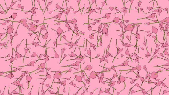 粉色背景上的粉色马蹄莲花。