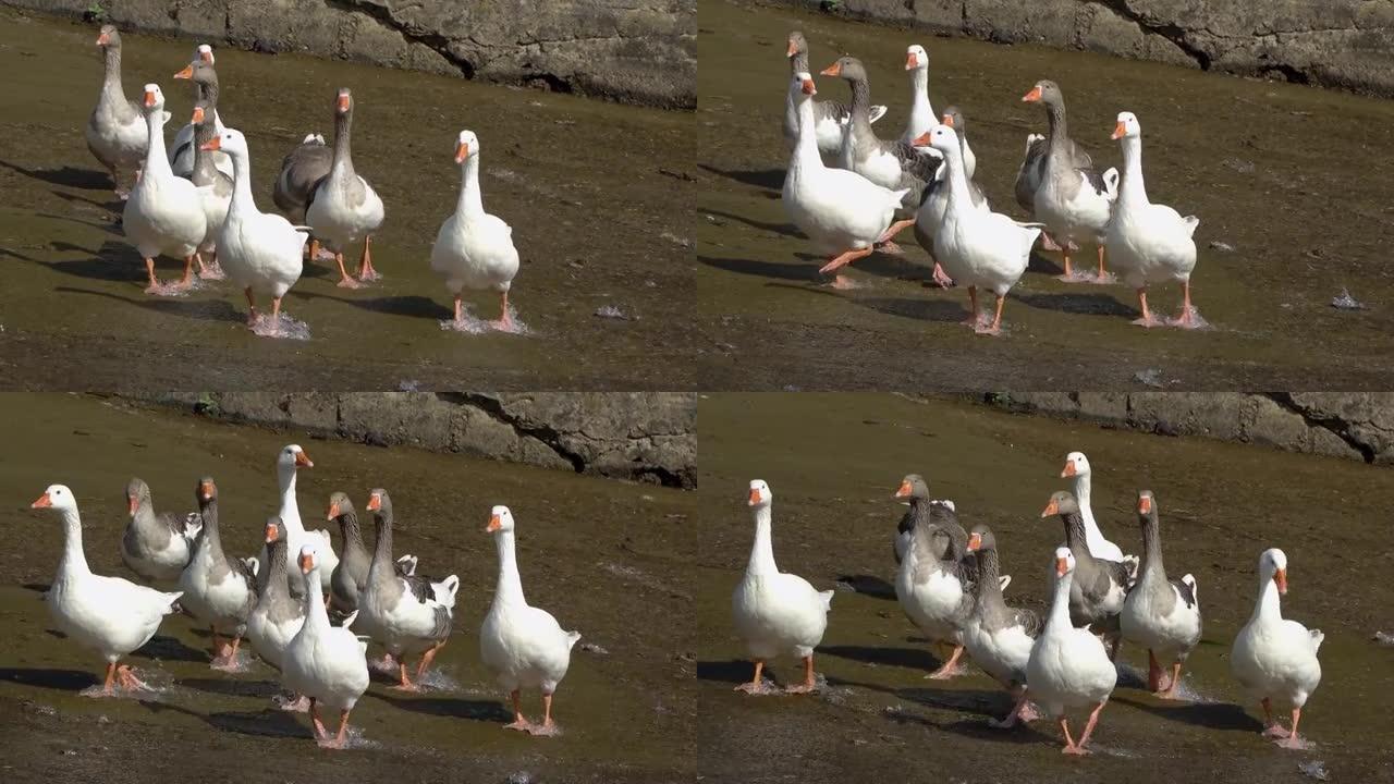 农场里的一群鸭子，站在池塘岸边散步