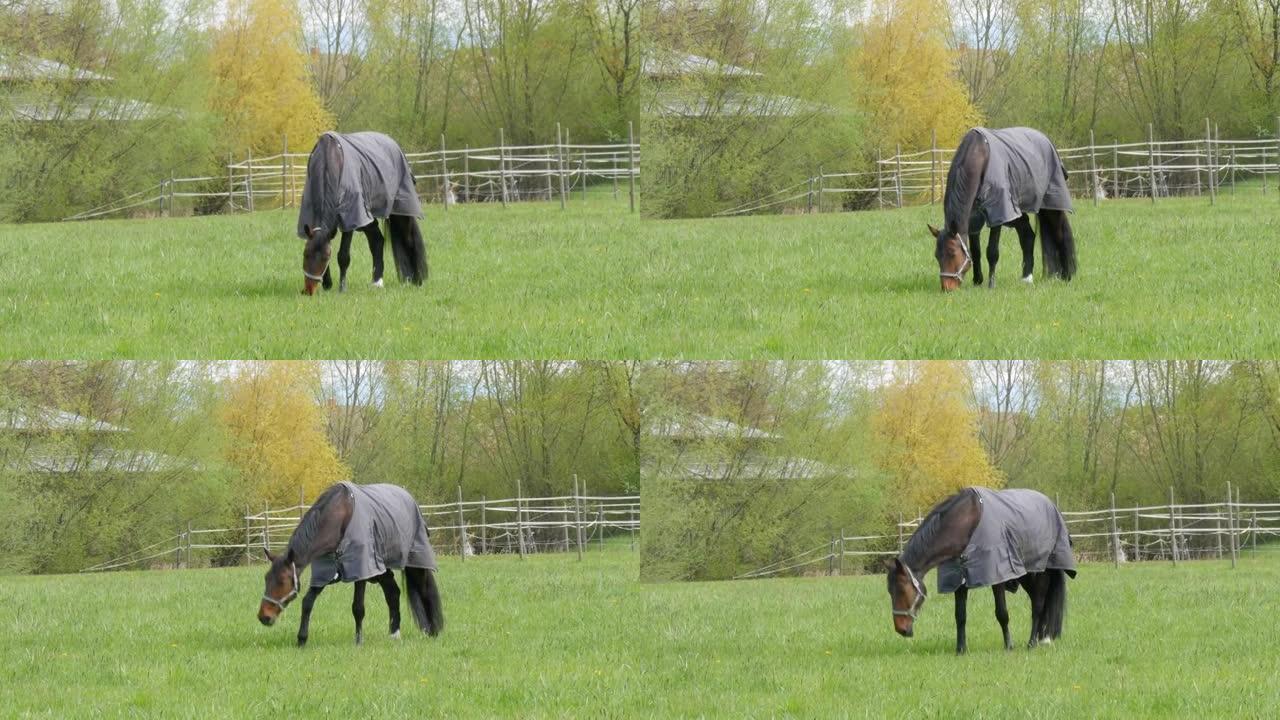 在阴天的春天，一匹穿着特殊的灰色披风的马在绿色的草地上放牧，上面有蒲公英