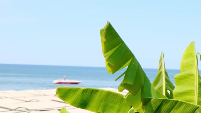 热带海滩度假背景，加勒比海岛上的棕榈树，平静的绿松石水域和漂浮的船只