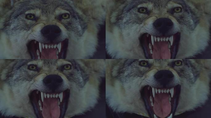 露出嘴巴和尖牙的毛绒可怕的狼。特写