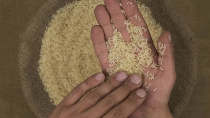 一位农学家在观察稻米的品质。手把种子放在麻袋上。手里拿着一把谷物