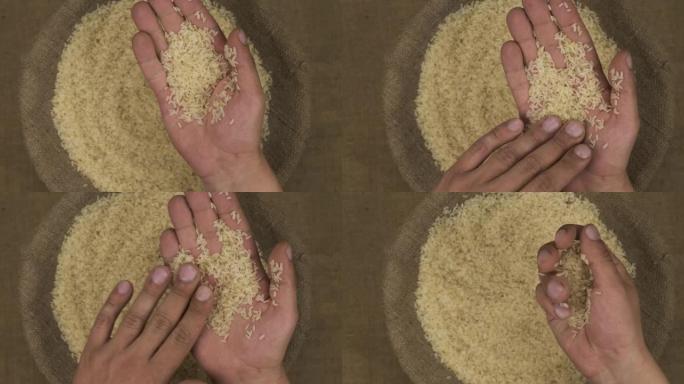 一位农学家在观察稻米的品质。手把种子放在麻袋上。手里拿着一把谷物