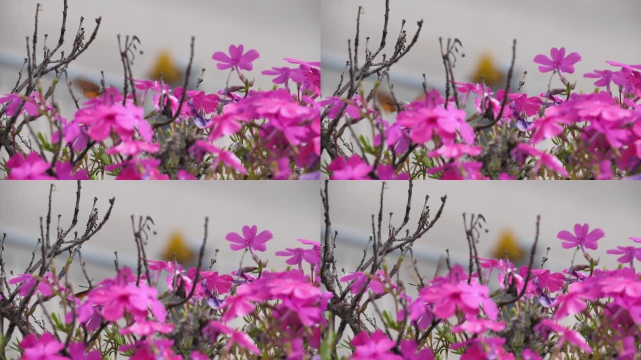 巨舌星状蜂鸟在紫色植物上盘旋