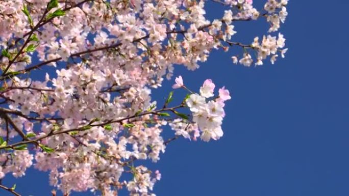 湛蓝的天空下樱花樱花鲜花盛开复苏春暖花开