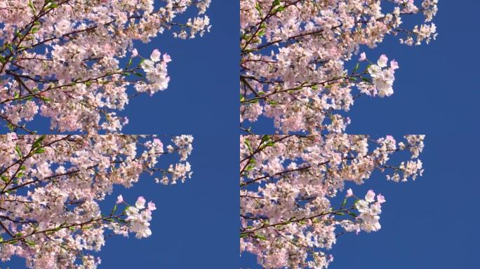 湛蓝的天空下樱花樱花鲜花盛开复苏春暖花开