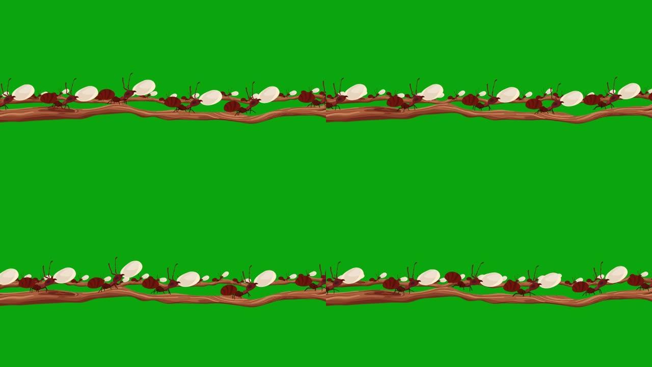 许多棕色蚂蚁在无缝环路Alpha通道的树枝上携带鸡蛋