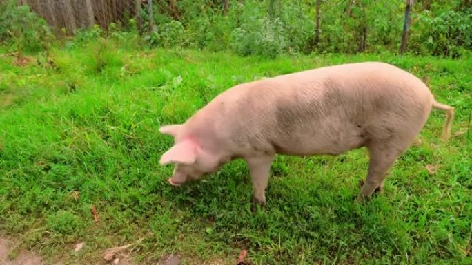 一头猪在草地上奔跑寻找食物。农业育种的概念。