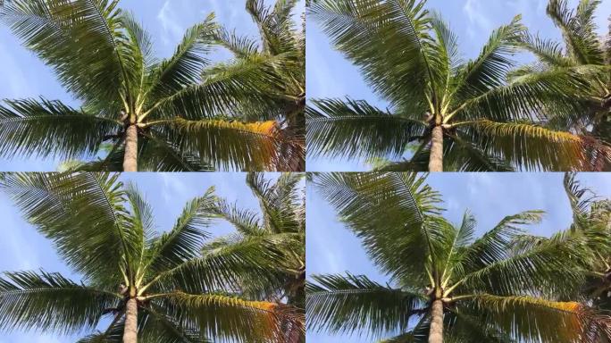 延时/摇动棕榈树树枝和天空。