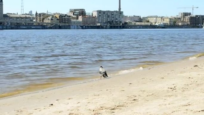 温暖的春天，河岸上的乌鸦 (Corvus cornix) 从水库喝水