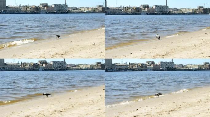温暖的春天，河岸上的乌鸦 (Corvus cornix) 从水库喝水