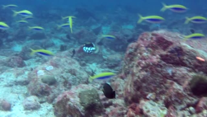 印度安达曼海群岛奇妙海底的珊瑚鱼浅滩。