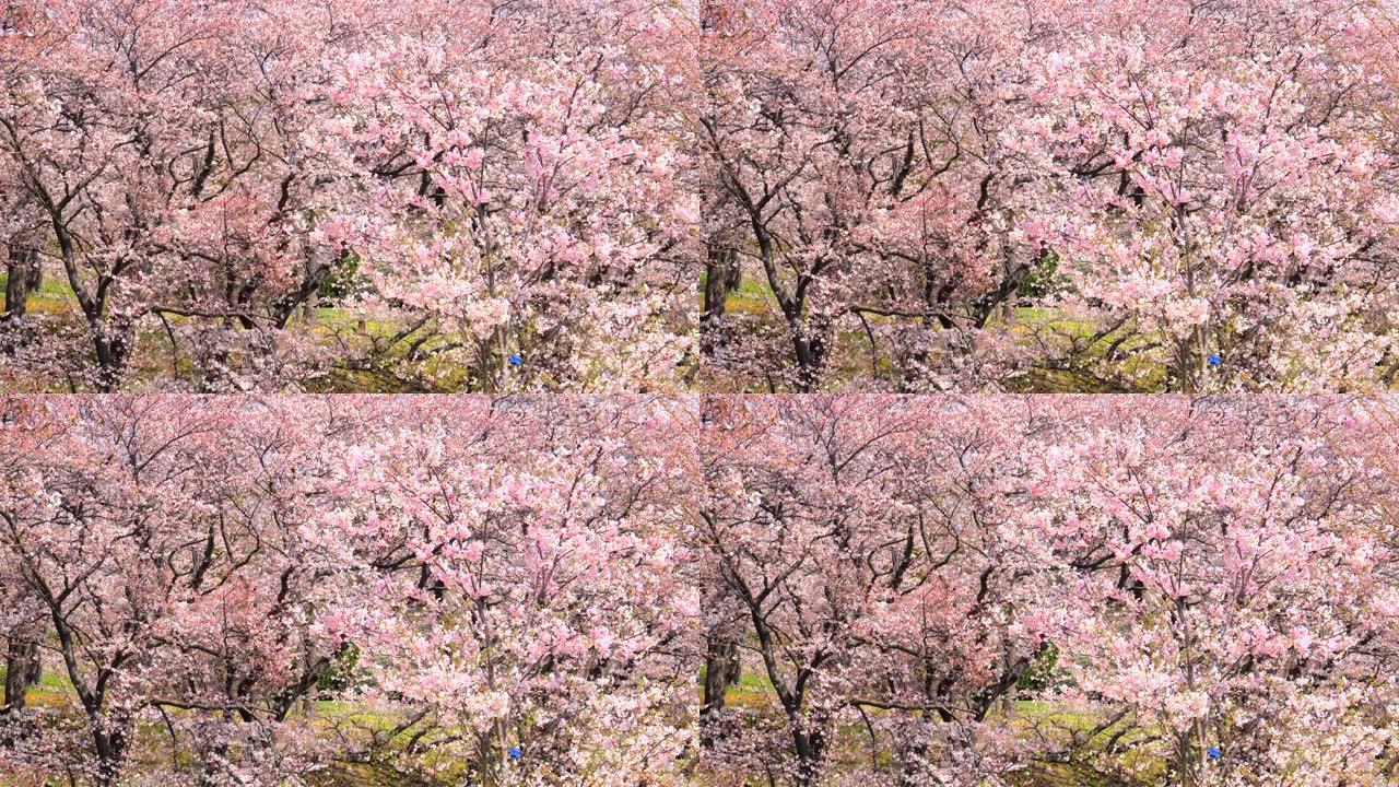 盛开的樱花樱花林桃花林樱花盛开