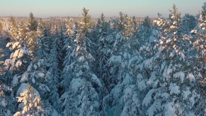 芬兰雪树的近距离航拍。