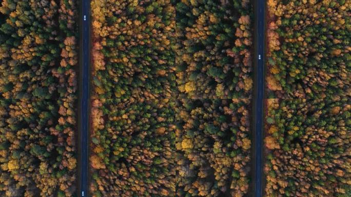 秋天与汽车一起在森林的道路上方鸟瞰图。在五颜六色的乡村秋林中，汽车在直路上的空中俯视图。秋天橙色、绿
