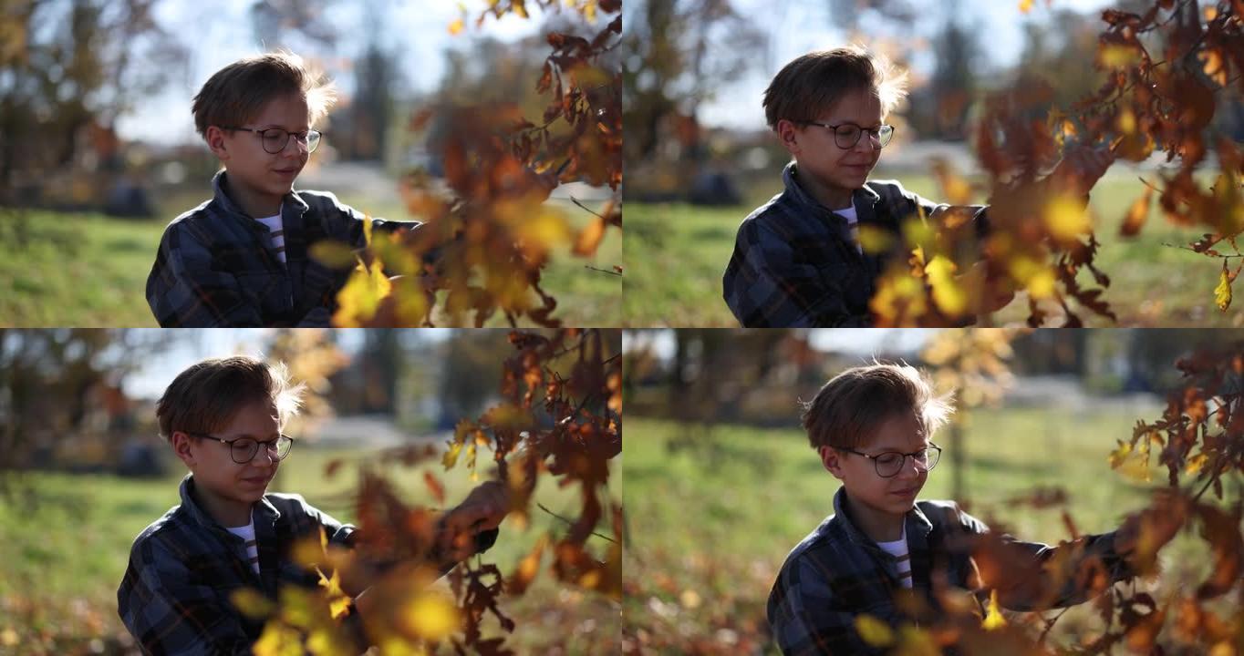 十几岁的男孩正在从树上收集橡树秋叶。