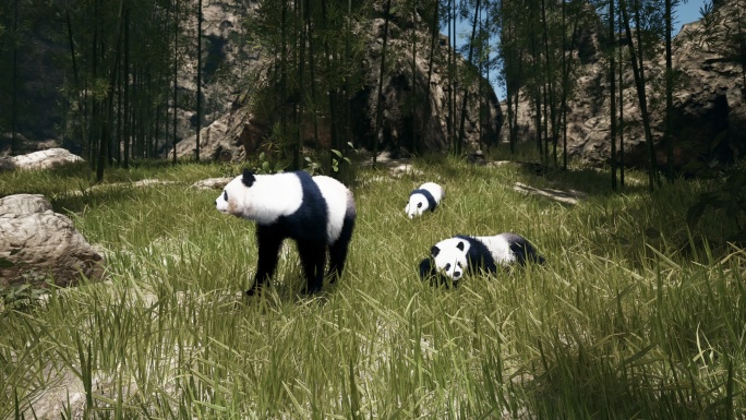 4k悠闲的熊猫