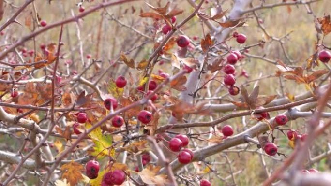 野生米德兰或英国山楂，林地山楂或五月花Crataegus laevigata红色浆果在山上生长的灌木