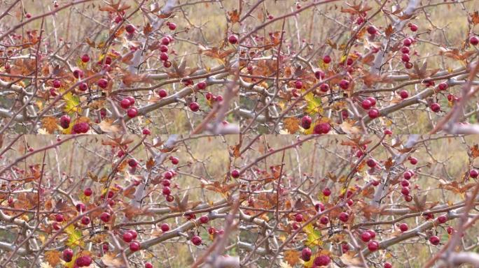 野生米德兰或英国山楂，林地山楂或五月花Crataegus laevigata红色浆果在山上生长的灌木