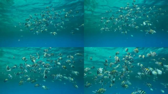 印度太平洋军士学校(Abudefduf vaigiensis)在浮游生物丰富的水面。视觉上可区分的浮