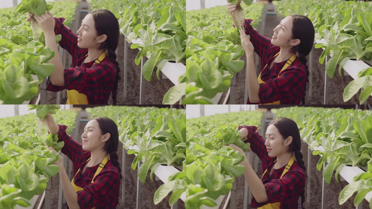 亚洲女性业主温室水培农场企业主手工检查新鲜蔬菜收获绿色产品与快乐和快乐，种植有机蔬菜和保健食品的概念