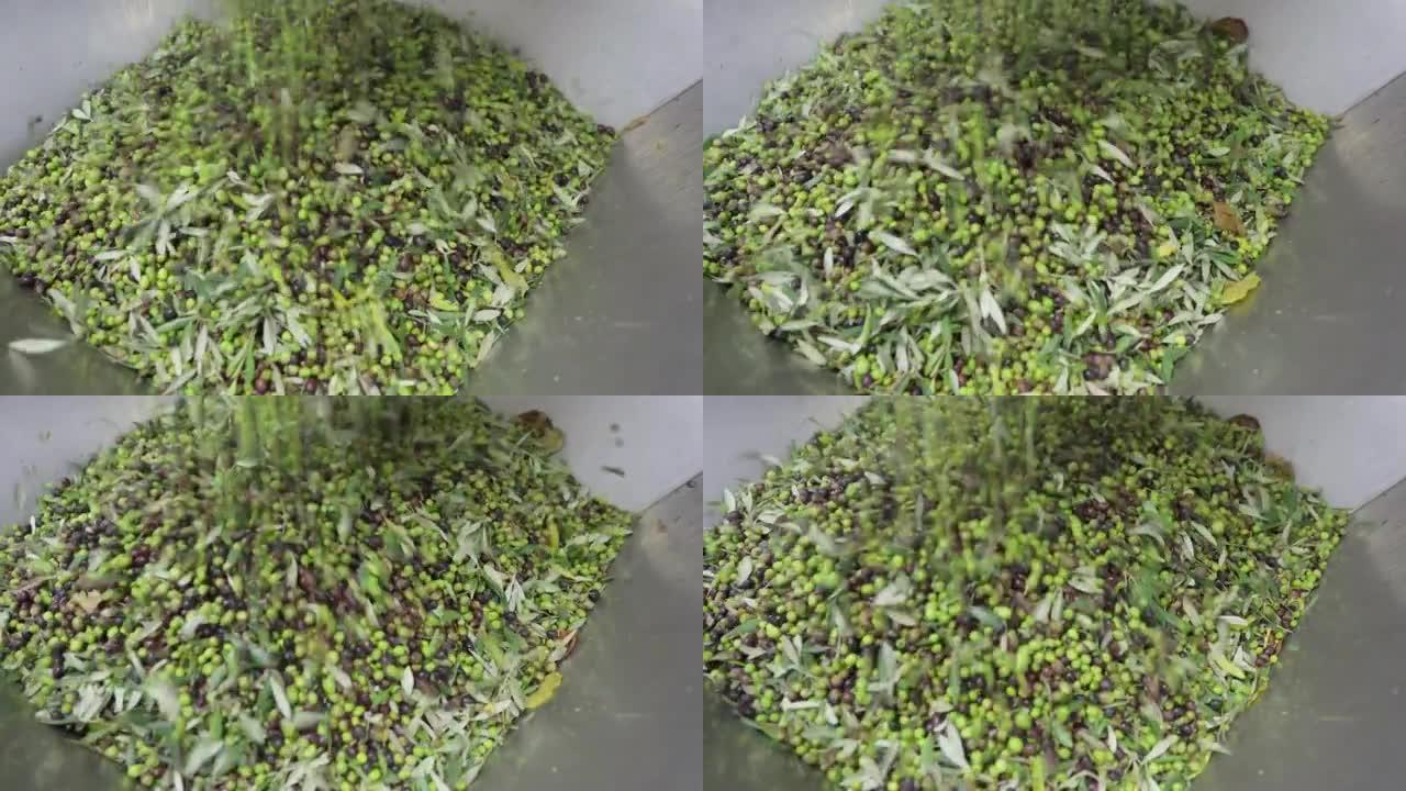 在橄榄油工厂的橄榄油制造过程中，4k橄榄落入压榨库中。食品加工，地中海美食，橄榄油概念。