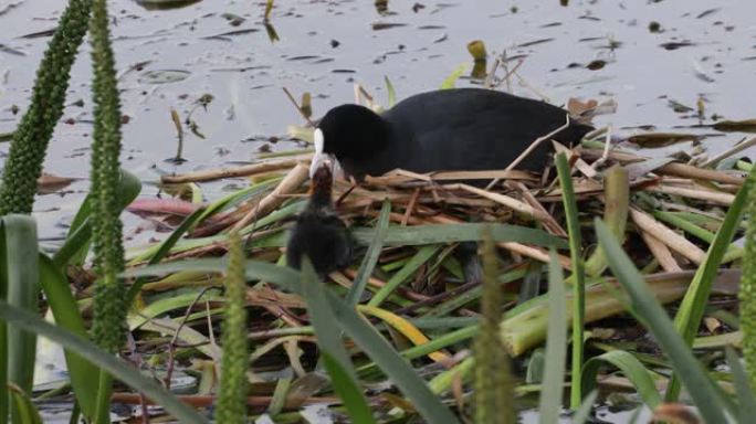 欧亚大陆的Coot妈妈很粗糙，有一个新的小鸡头。