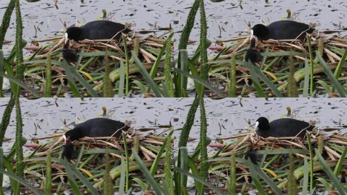 欧亚大陆的Coot妈妈很粗糙，有一个新的小鸡头。