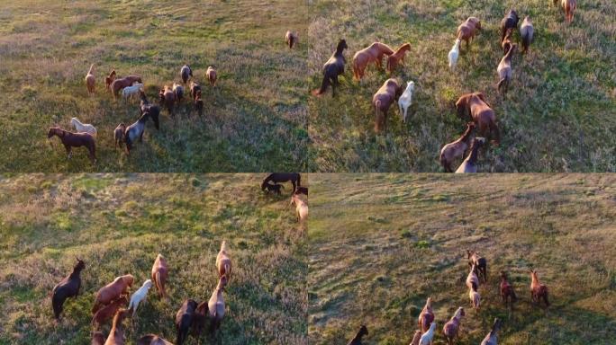 野马跑。背景山的大草原上奔跑的马群。日落。
