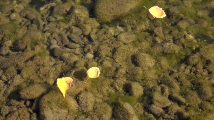 被太阳照亮的黄色秋叶漂浮在河流回水的水面上，背景