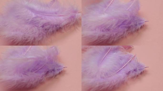 羽毛背景。紫色羽毛纹理。美丽的自然背景