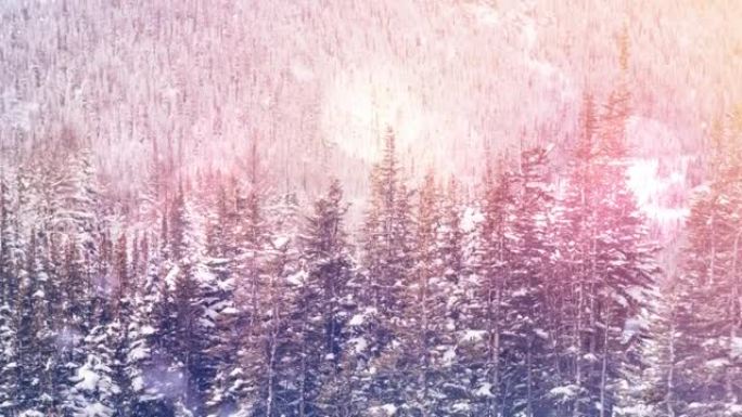 多棵树在冬季景观上落下的光和雪点