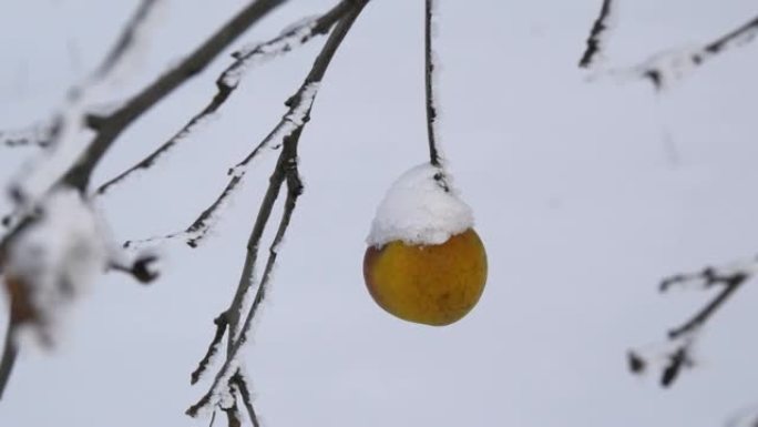 冬天，花园里的冬天，覆盖着雪的黄苹果独自挂在树枝上