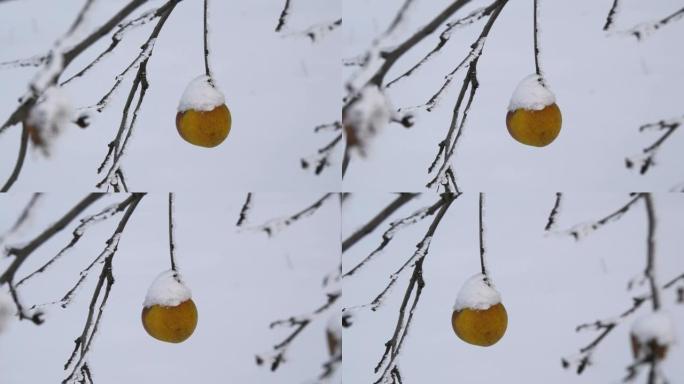 冬天，花园里的冬天，覆盖着雪的黄苹果独自挂在树枝上