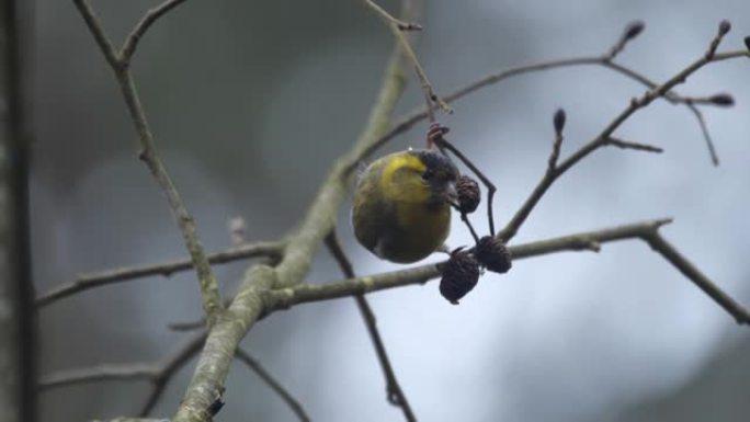 欧亚siskin (Spinus spinus) 吃al子，白俄罗斯