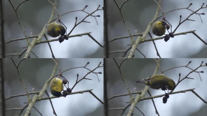 欧亚siskin (Spinus spinus) 吃al子，白俄罗斯