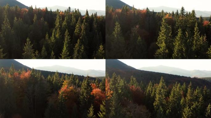 日落森林秋天七彩景色山谷山脉美丽