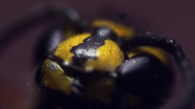 特写镜头中一只黄蜂的头。显微镜下眼睛的刻面结构。口腔和触角的器官。