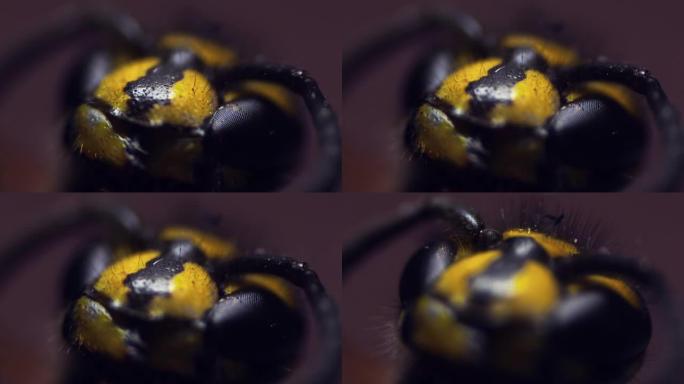 特写镜头中一只黄蜂的头。显微镜下眼睛的刻面结构。口腔和触角的器官。